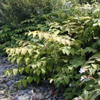 Giant Knotweed